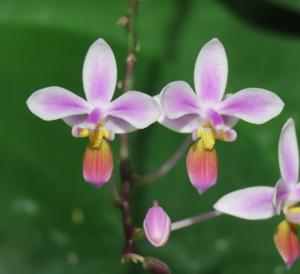 Phalaenopsis equestris