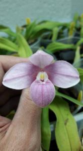 Phragmipedium narinense