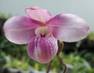 Phragmipedium narinense