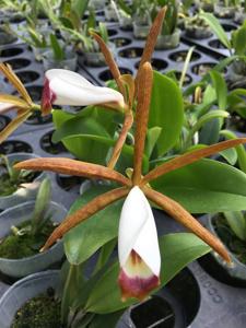 Cattleya araguaiensis