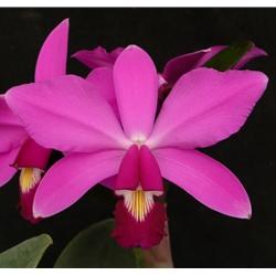 Cattleya violacea