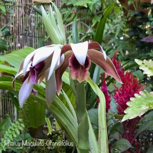 Phaius tankervilleae