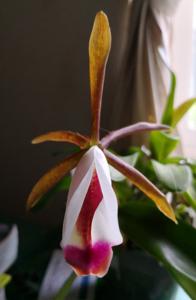 Cattleya araguaiensis