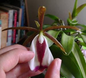 Cattleya araguaiensis