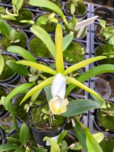 Cattleya araguaiensis