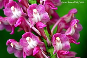 Aerides leeana