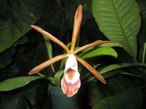 Cattleya araguaiensis