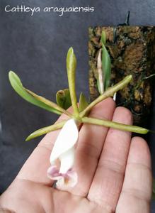 Cattleya araguaiensis