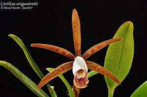 Cattleya araguaiensis