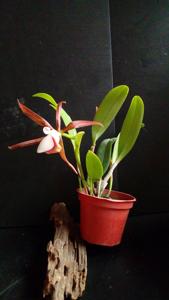 Cattleya araguaiensis