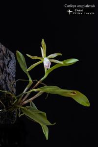 Cattleya araguaiensis