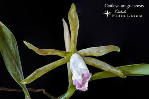 Cattleya araguaiensis