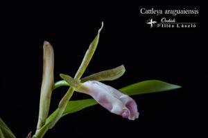 Cattleya araguaiensis