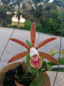 Cattleya araguaiensis