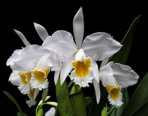 Cattleya wallisii