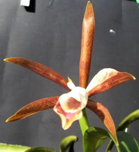 Cattleya araguaiensis