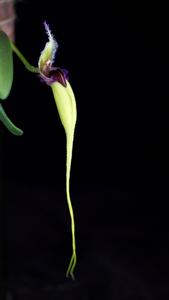 Bulbophyllum fascinator