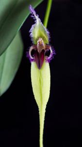 Bulbophyllum fascinator