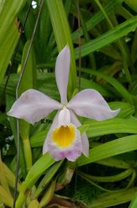 Cattleya wallisii