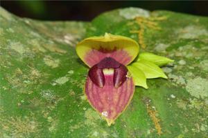 Pleurothallis imperialis