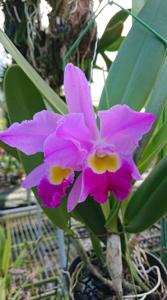 Cattleya wallisii