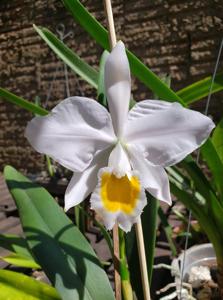 Cattleya wallisii