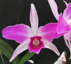 Cattleya purpurata