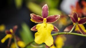 Oncidium ghiesbreghtianum