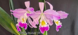 Cattleya wallisii