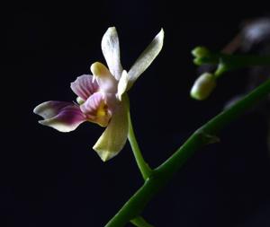 Phalaenopsis deliciosa subsp. hookeriana