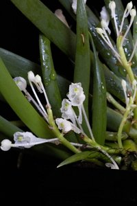 Podangis dactyloceras