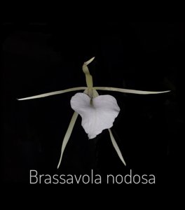 Brassavola nodosa