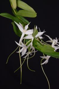 Angraecum florulentum
