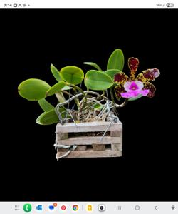 Cattleya aclandiae