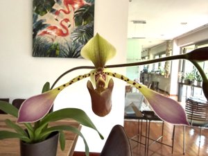 Paphiopedilum lowii