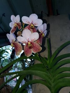 Vanda sanderiana