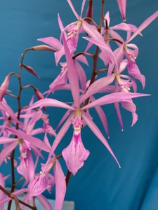 Encyclia adenocaula var. kennedyi