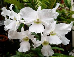 Dendrobium dearei