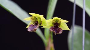 Dendrobium convolutum