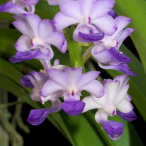 Rhynchostylis coelestis