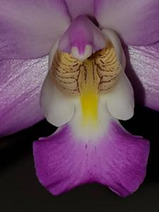 Laelia autumnalis