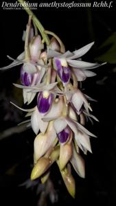 Dendrobium amethystoglossum