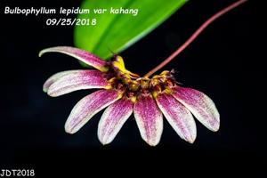 Bulbophyllum lepidum