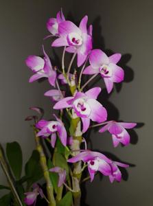 Dendrobium linawianum