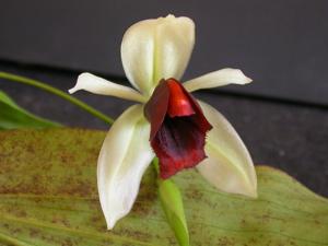 Coelogyne usitana