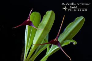 Masdevallia herradurae