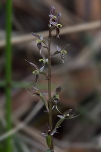 Acianthus exsertus