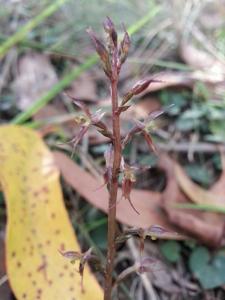 Acianthus exsertus