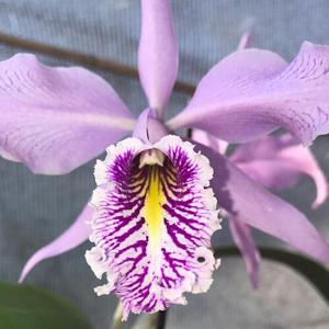 Cattleya maxima