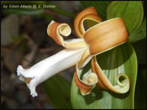 Sobralia atropubescens